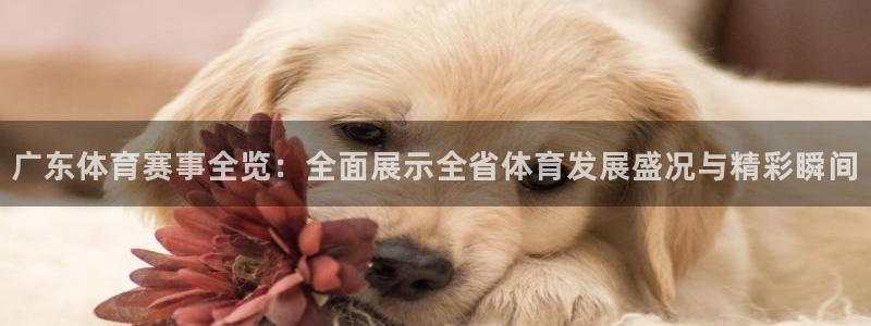 广东体育赛事全览：全面展示全省体育发展盛况与精彩瞬间