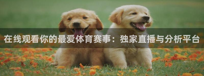 在线观看你的最爱体育赛事：独家直播与分析平台