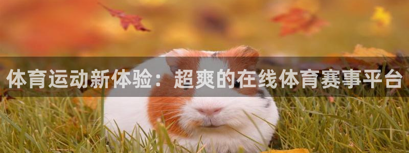 体育运动新体验：超爽的在线体育赛事平台