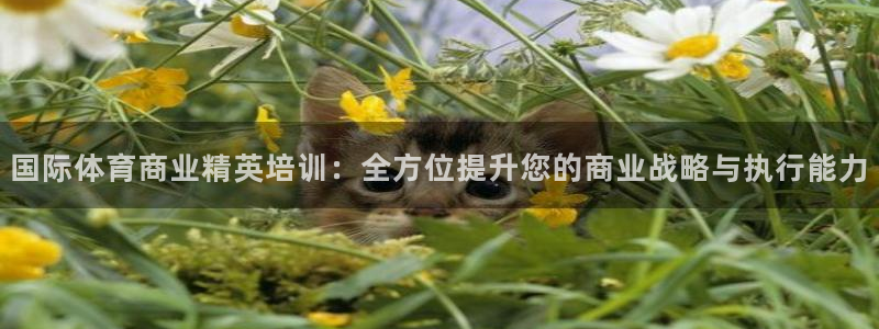 国际体育商业精英培训：全方位提升您的商业战略与执行能力